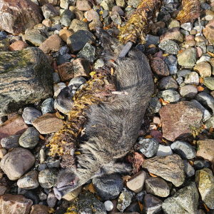 Sonstige Landsäuger