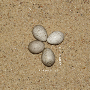 White wagtail, egg
