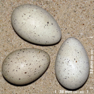 Blishøne æg