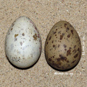 Black-legged kittiwake, egg