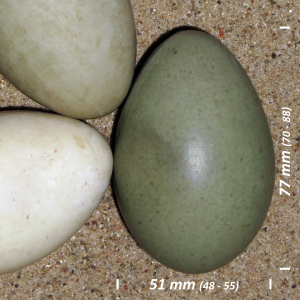 Common eider, egg