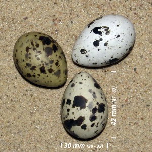 Common tern, egg