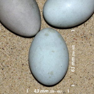 Grey heron, egg