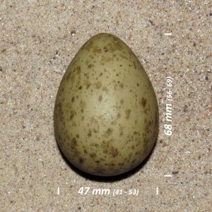 Eurasian curlew, egg