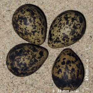 Northern lapwing, egg