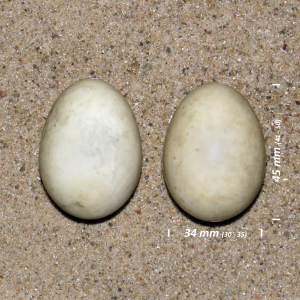 Common teal, egg