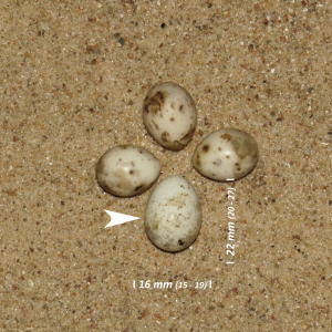 Common cuckoo, egg
