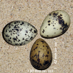 Arctic tern, egg
