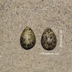Red-necked phalarope, egg