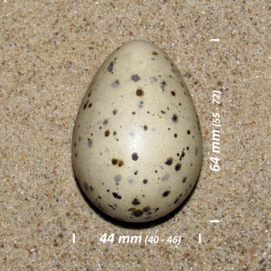 Caspian tern, egg