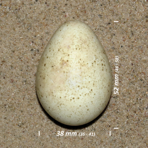 Eurasian bittern, egg