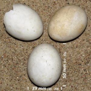 Western marsh harrier, egg