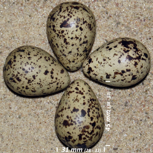 Redshank, egg