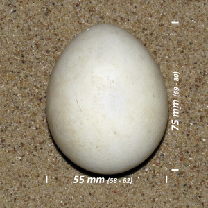 White-tailed eagle, egg