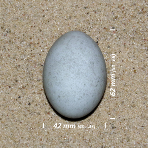 Great white heron, egg