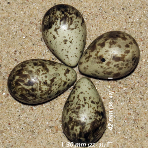 Stenvender æg