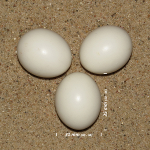 Mosehornugle æg
