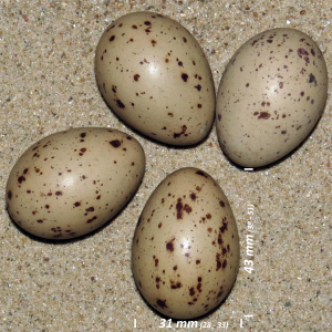 Grønbenet rørhøne æg