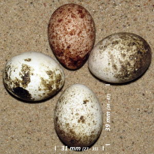 Common kestrel, egg