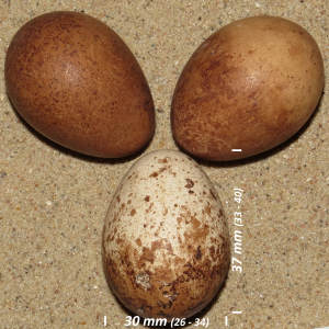Peregrine falcon, egg