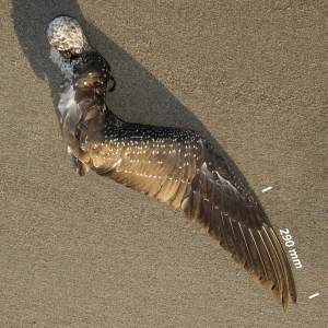 Northern gannet, wing juvenile
