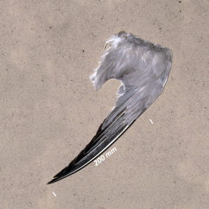 Sandwich tern, wing adult bird