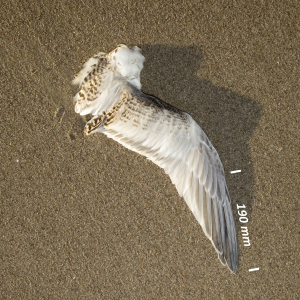 Flügel Brandseeschwalbe Jungvogel