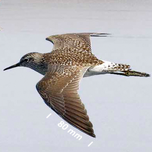 Flügel Bruchwasserläufer