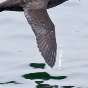Flügel Dunkler Sturmtaucher