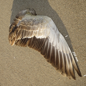 Greylag goose, wing