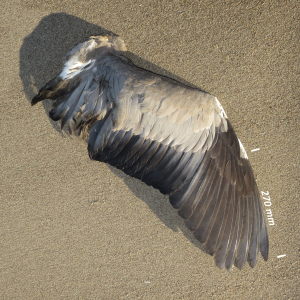Grey heron, wing