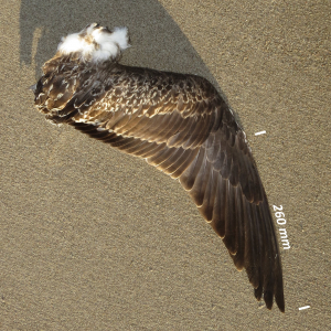 Lesser black-backed gull, wing juvenile