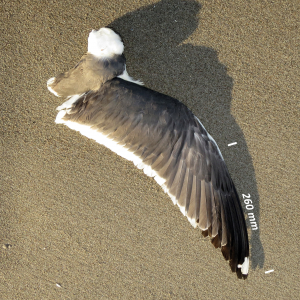 Lesser black-backed gull, wing adult bird