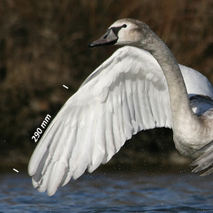 Mute swan, wing
