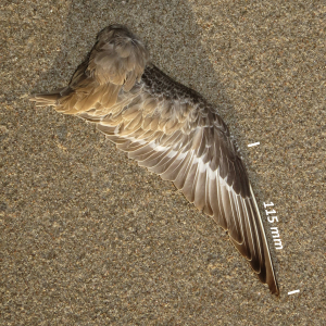 Red knot, wing