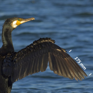 Great cormorant, wing