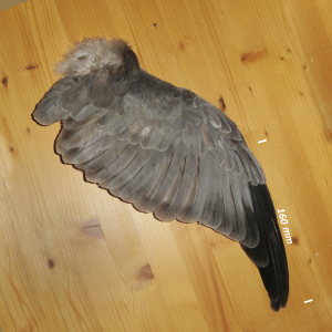 Hen harrier, wing male