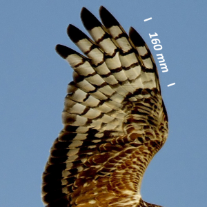 Hen harrier, wing female
