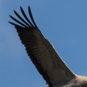 Common crane, wing