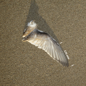 Flügel Küstenseeschwalbe Jungvogel