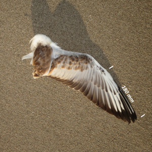 Black-headed gull, wing juvenile