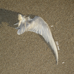 Flügel Lachseeschwalbe