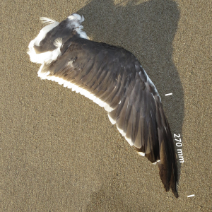 Great black-backed gull, wing adult bird
