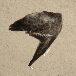 Flügel Meerstrandläufer