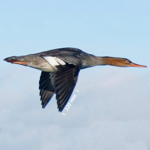 Middelste zaagbek, vleugel vrouwtje