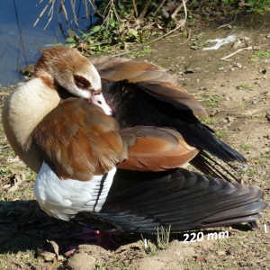 Egyptian goose, wing