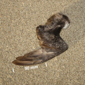 Atlantic puffin, wing