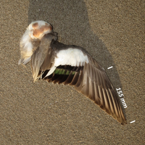 Flügel Pfeifente Männchen