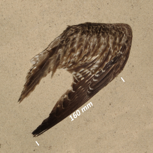 Whimbrel, wing