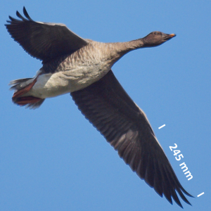 Bean goose, wing